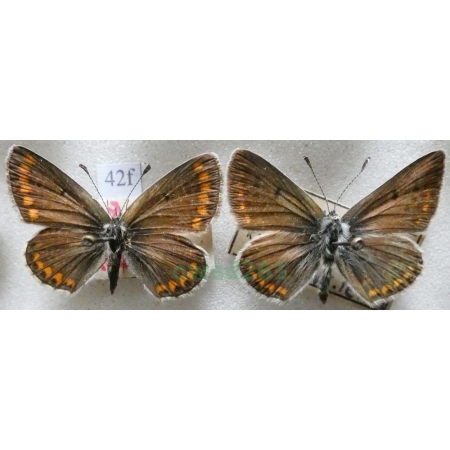 Aricia agestis (Denis & Schiffermüller, 1775) pair Modraszek agestis Czech42f